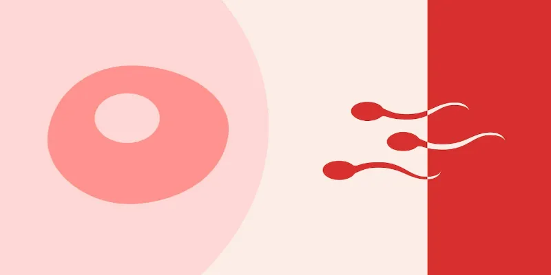 Is There A Possibility Of Pregnancy On Period?