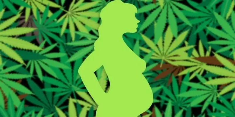Cannabis Harmful Effects On Human Reproduction!