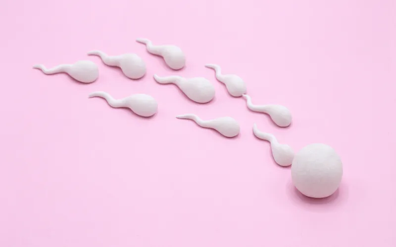 8 Foods That Can Help Your Partner Increase Sperm Count