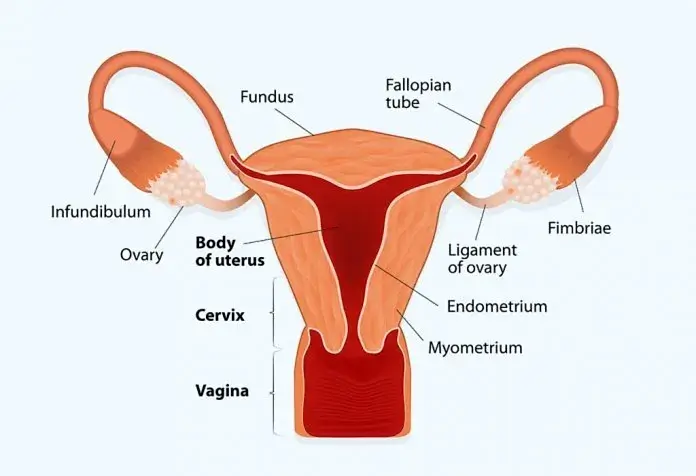 What endometrial thickness is abnormal?