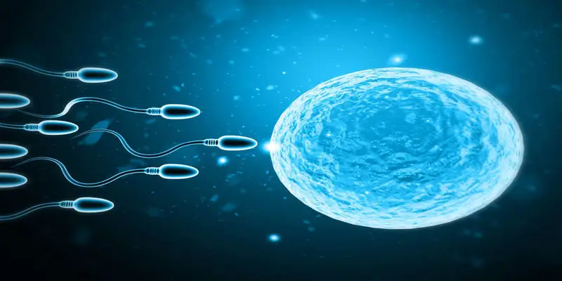  What Are The Causes Of Male Infertility?
