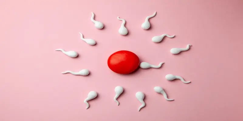 You Must Know These Things About Fertility