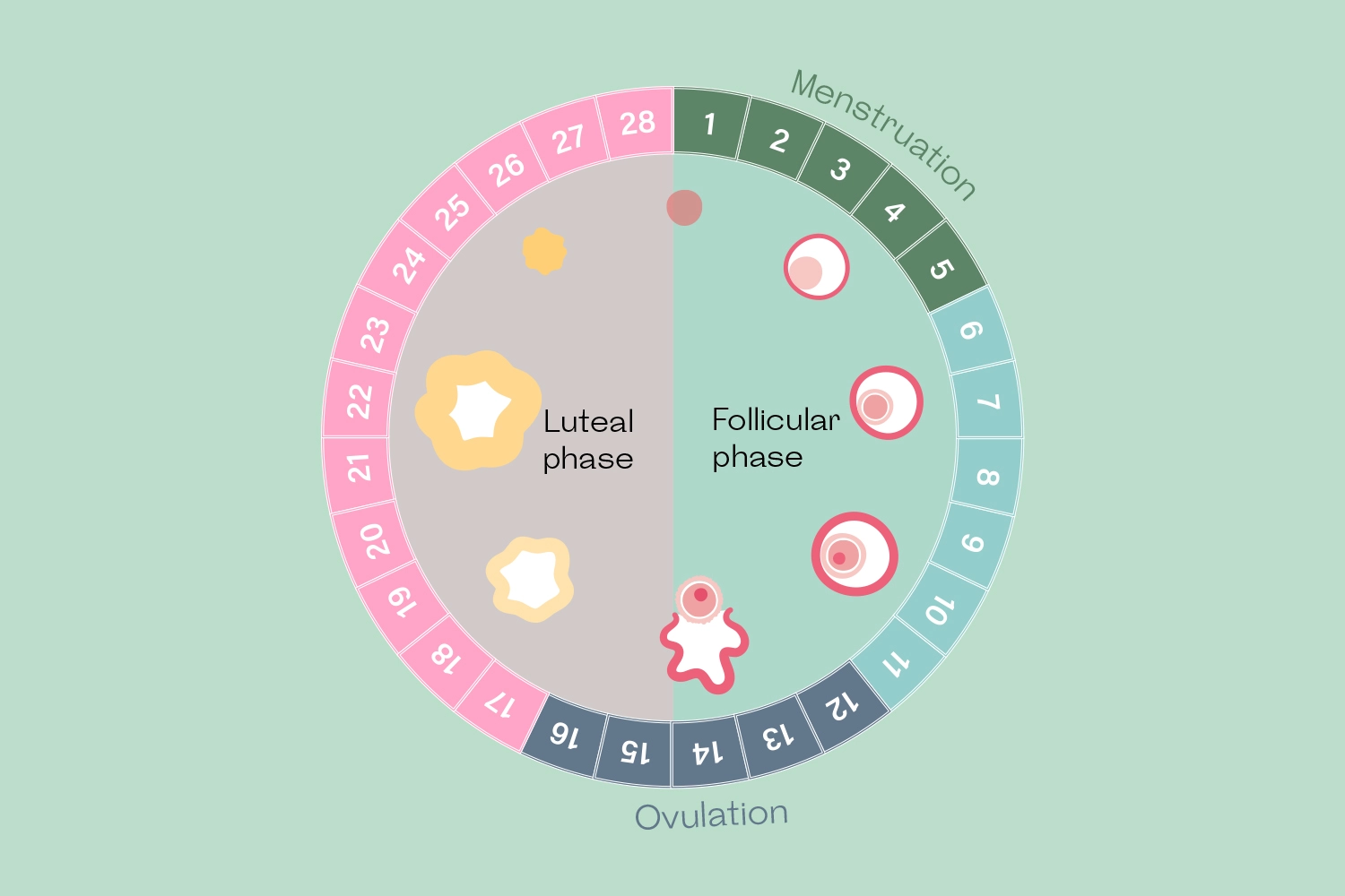 Calculating Your Menstrual Cycle To Find Your Most Fertile Days